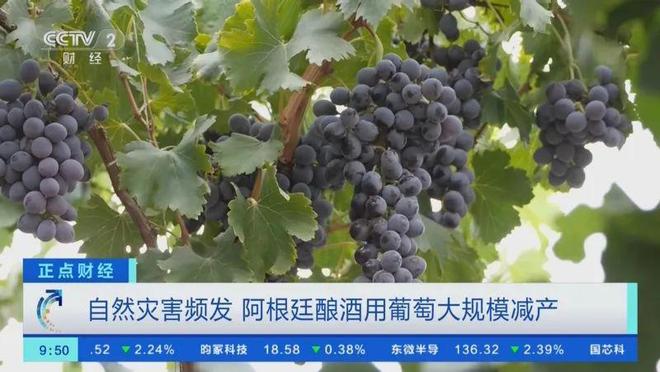 2023年上半年葡萄酒上市企业仅中葡股份净利润为正(图6)