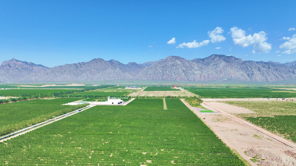 宁夏贺兰山东麓葡萄酒产区2023年酿酒葡萄采摘季开启(图1)
