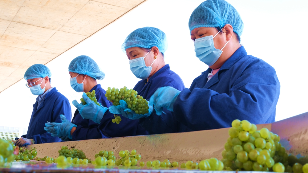 宁夏贺兰山东麓葡萄酒产区2023年酿酒葡萄采摘季开启(图4)