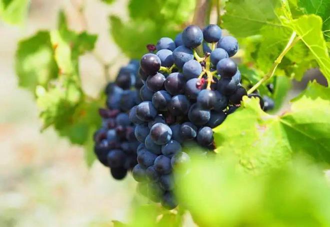 2023年10种葡萄酒品种类型每一种独特味香新年春节送礼必备(图12)