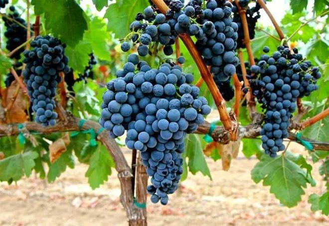 2023年10种葡萄酒品种类型每一种独特味香新年春节送礼必备(图14)