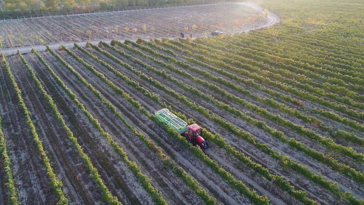 北纬38度的浪漫——“宁夏葡萄酒现象”启示录(图4)