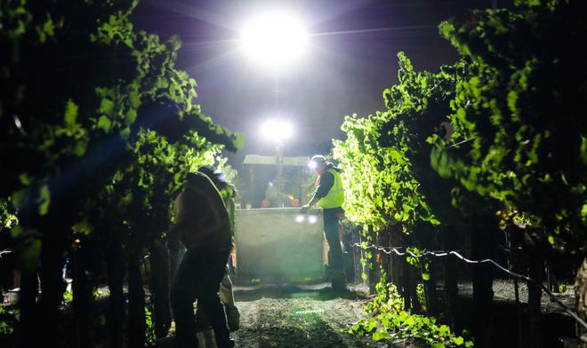 夜间采收的葡萄酒品质更好吗？(图4)