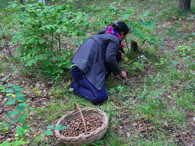 这野果俗称“青冈子”曾是人类主食之一做成豆腐很美味如今却无人问津(图2)