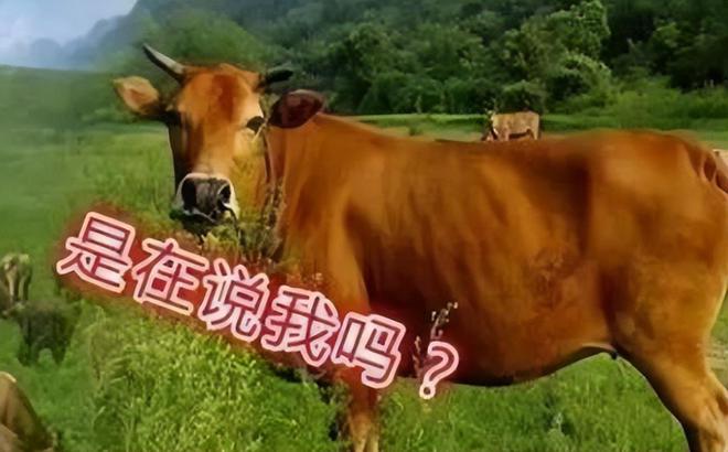 茅台批价创今年新低！股价持续下跌黄牛：谁砸我碗我就砸谁锅(图23)