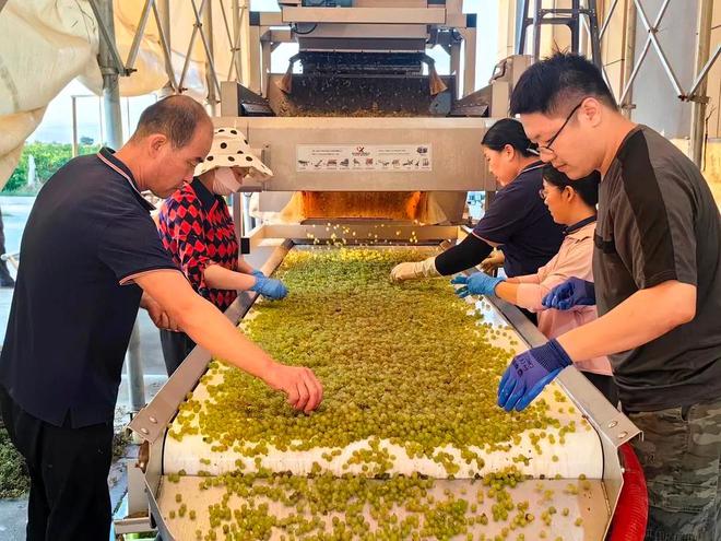 贺兰山东麓青铜峡葡萄酒产区迎来酿酒葡萄采收季(图1)