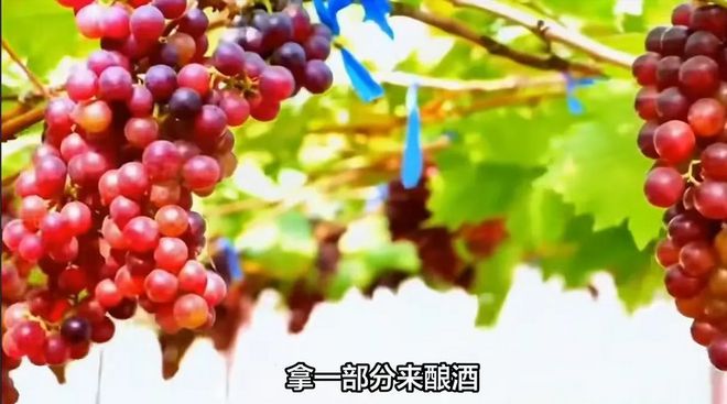 男子自己酿葡萄酒分给亲戚朋友却被没收所有酒还罚款六万元？(图2)