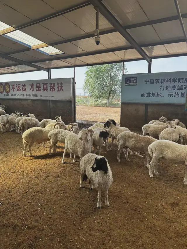 【宁夏走访观察】电商助力宁夏葡萄酒、盐池滩羊实现高质量发展(图1)